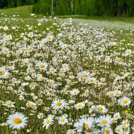 Tiira With Sauna House Chalet *