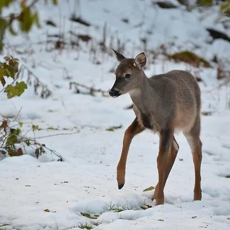 Chalet Tiira With Sauna House *