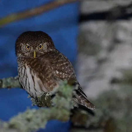 Tiira With Sauna House Chalet