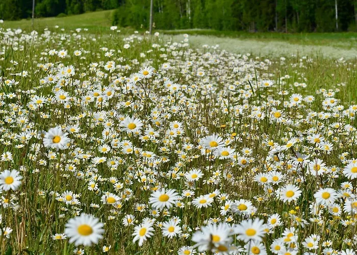 Tiira With Sauna House Шале *